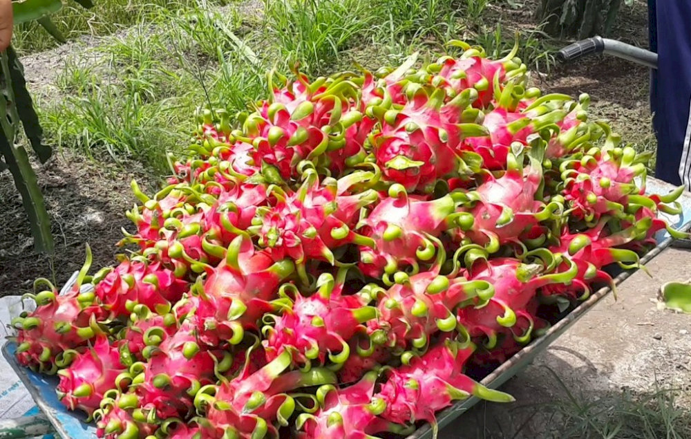 Bạn có thể thử quả thanh long đặc sản tại Châu Thành